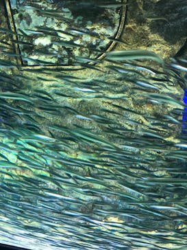 サンシャイン水族館に投稿された画像（2019/3/22）