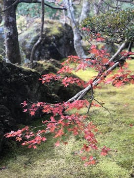 箱根美術館に投稿された画像（2018/11/12）