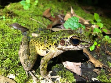 奄美ナイトツアーサービスに投稿された画像（2019/4/12）