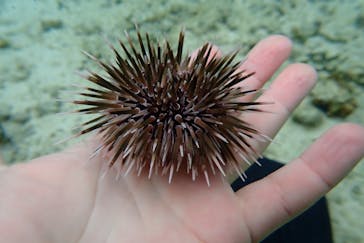 ダイビングショップ Sea Free（シーフリー）に投稿された画像（2019/3/8）