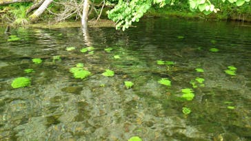 Matatabi（マタタビ）に投稿された画像（2019/6/8）