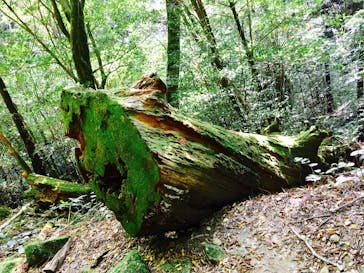 Yamakara屋久島に投稿された画像（2017/10/10）