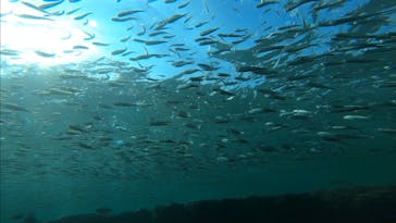 青の洞窟専門店　沖縄ダイビングショップ和に投稿された画像（2018/8/7）