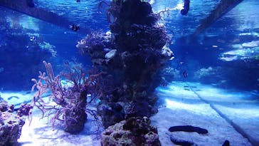 すみだ水族館に投稿された画像（2018/8/15）