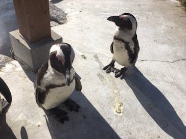 神戸どうぶつ王国に投稿された画像（2019/4/6）