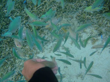 沖縄ダイビングショップシーモールに投稿された画像（2018/11/4）