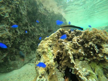 武藤潜水に投稿された画像（2019/4/10）