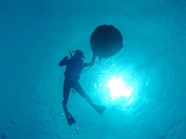 Sea World（シーワールド）に投稿された画像（2019/4/19）