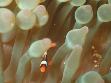 ダイビングショップ Sea Free（シーフリー）に投稿された画像（2019/3/18）