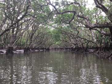 マングローブ茶屋に投稿された画像（2018/12/8）