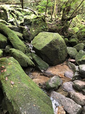 屋久島ガイド 山好きに投稿された画像（2018/9/7）