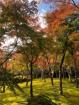 箱根美術館に投稿された画像（2018/11/12）
