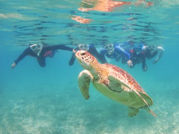 アマミエンシスに投稿された画像（2018/7/31）