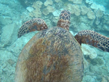 屋久島ガイドクラブに投稿された画像（2018/10/2）
