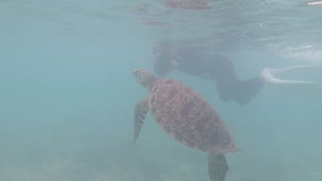 アマミエンシスに投稿された画像（2017/11/20）