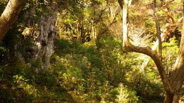 屋久島ガイドクラブに投稿された画像（2019/6/9）