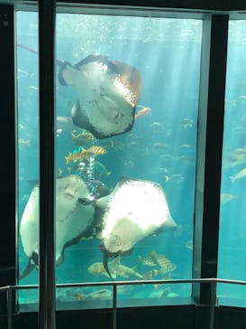 下田海中水族館に投稿された画像（2018/7/14）