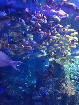 鳥羽水族館に投稿された画像（2019/5/6）