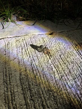 石垣島 ADVENTURE PiPi（イシガキジマアドベンチャーピピ）に投稿された画像（2019/4/18）