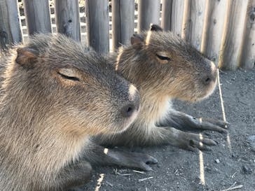 アロハガーデンたてやまに投稿された画像（2019/5/24）