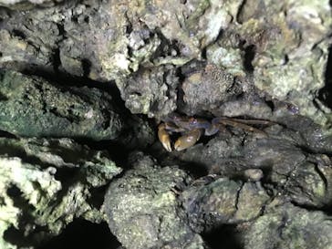 石垣島 ADVENTURE PiPi（イシガキジマアドベンチャーピピ）に投稿された画像（2019/3/1）