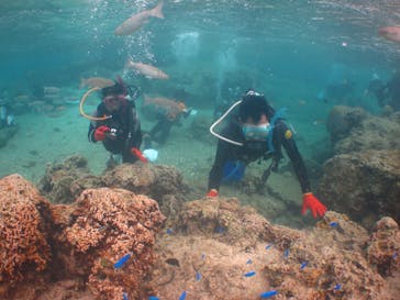 沖縄ダイビングショップシーモールに投稿された画像（2019/3/4）