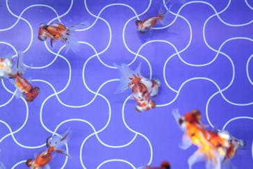 すみだ水族館に投稿された画像（2018/12/16）