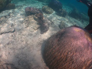 沖縄ダイビングショップシーモールに投稿された画像（2019/3/5）