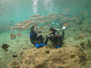 diving&workshop IHANASHI（ダイビングアンドワークショップイハナシ）に投稿された画像（2018/6/12）