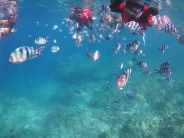 diving&workshop IHANASHI（ダイビングアンドワークショップイハナシ）に投稿された画像（2018/9/13）