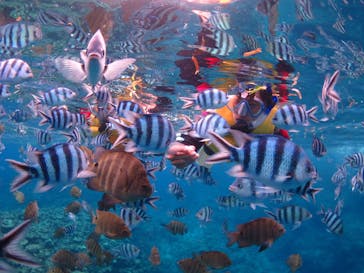 diving&workshop IHANASHI（ダイビングアンドワークショップイハナシ）に投稿された画像（2018/8/28）