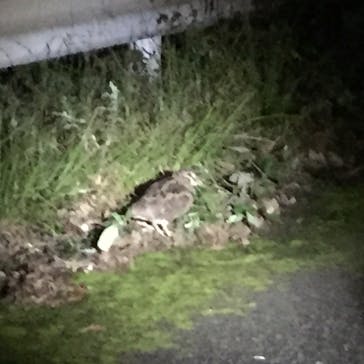 Low Key Amami（ローキーアマミ）に投稿された画像（2018/11/20）