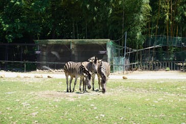 那須サファリパークに投稿された画像（2018/6/2）