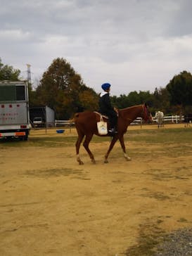 ハッピーホースファームに投稿された画像（2018/11/12）