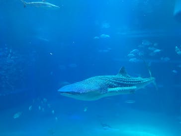 海遊館に投稿された画像（2018/10/22）