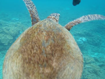 屋久島ガイドクラブに投稿された画像（2018/10/2）