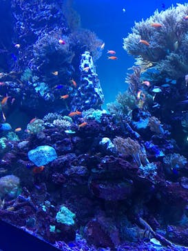 サンシャイン水族館に投稿された画像（2018/5/21）