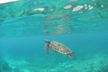 屋久島ガイドクラブに投稿された画像（2019/5/2）