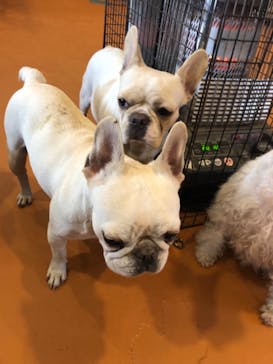 世界の名犬牧場に投稿された画像（2019/2/9）