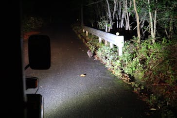 奄美ナイトツアーサービスに投稿された画像（2018/1/23）