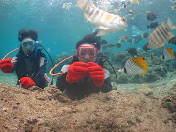 沖縄ダイビングショップシーモールに投稿された画像（2019/2/12）