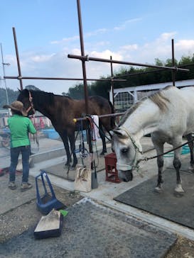 ハッピーホースファームに投稿された画像（2018/9/18）