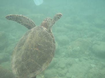 屋久島ガイドクラブに投稿された画像（2019/2/25）