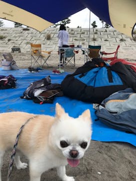 松島熱気球・パラグライダー体験に投稿された画像（2018/9/3）