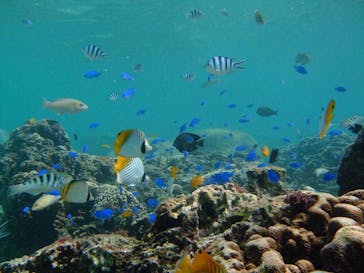 沖縄ダイビングショップシーモールに投稿された画像（2018/11/4）