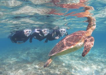 アマミエンシスに投稿された画像（2018/12/27）