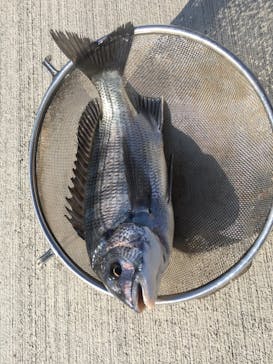 安良里漁港 係船釣りに投稿された画像（2019/1/7）