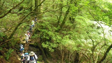 屋久島ガイドクラブに投稿された画像（2019/2/20）