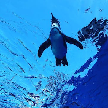 サンシャイン水族館に投稿された画像（2019/1/1）