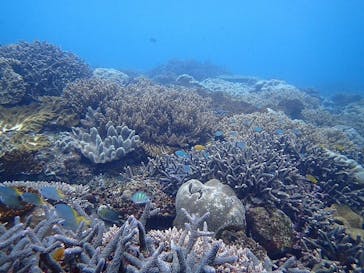 アルファダイブ沖縄に投稿された画像（2018/2/11）